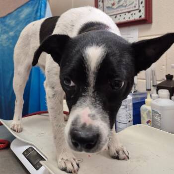 Mixed Breed Dogs Available for Adoption in Lake Panasoffkee, Florida - Bo | PetCurious