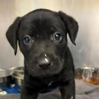 Pork -  Mixed Breed Dog for Adoption - Pork | PetCurious