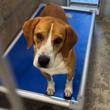 Hound Dogs Available for Adoption in Brookfield, Missouri - Petey | PetCurious