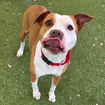 Mixed Breed Dogs Available for Adoption in Titusville, Florida - Marcus | PetCurious