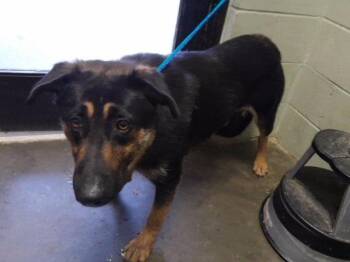FAITH -  German Shepherd Dog and Mixed Breed Dog for Adoption in Tulsa, Oklahoma - FAITH | PetCurious