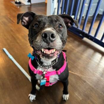 Rescue Pit Bull Terrier Dogs for Adoption in Chicago, Illinois - Luna | PetCurious