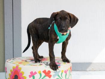 Kollins -  Mixed Breed Dog for Adoption in Savage, Minnesota - Kollins | PetCurious