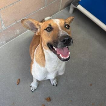 Chloe -  Cattle Dog and Mixed Breed Dog for Adoption in Goleta, California - Chloe | PetCurious