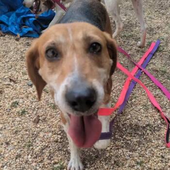 Evangeline -  Hound and Mixed Breed Dog for Adoption in Chester, Maryland - Evangeline | PetCurious