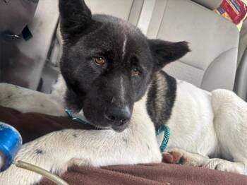 Nevada -  Akita and Mixed Breed Dog for Adoption in Warren, Michigan - Nevada | PetCurious