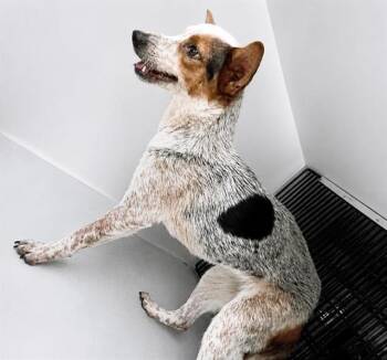 A658020 -  Australian Cattle Dog Blue Heeler Dog for Adoption in Houston, Texas - A658020 | PetCurious