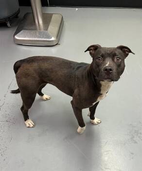 Polly Pocket -  Pit Bull Terrier Dog for Adoption in Phoenix, Oregon - Polly Pocket | PetCurious