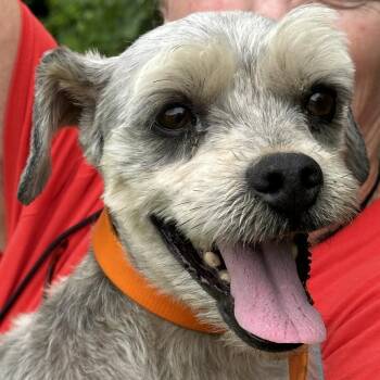 Noah -  Yorkshire Terrier and Maltese Dog for Adoption in Andover, Massachusetts - Noah | PetCurious