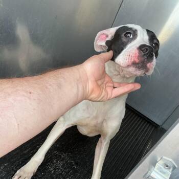 Makayla -  Boxer Dog for Adoption in Saint Joseph, Missouri - Makayla | PetCurious