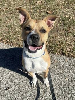 Pit Bull Terrier Dogs Available for Adoption - Winston | PetCurious