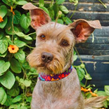 Miniature Schnauzer Dogs Available for Adoption in San Diego, California - Playa | PetCurious