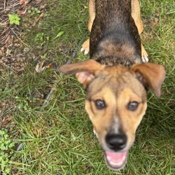 Bluey D5024 -  Hound and American Staffordshire Terrier Dog for Adoption - Bluey D5024 | PetCurious