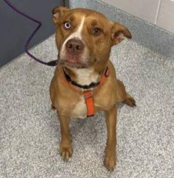 Mixed Breed Dogs Available for Adoption - Scout | PetCurious