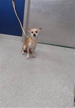 A186265 -  Chihuahua and Mixed Breed Dog for Adoption in Pasadena, Texas - A186265 | PetCurious
