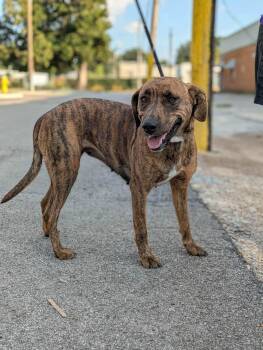 Mary J -  Mixed Breed Dog for Adoption in Huntsville, Alabama - Mary J | PetCurious