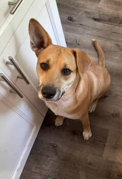 Rescue Mixed Breed Dogs for Adoption in Wantagh, New York - Charlie | PetCurious