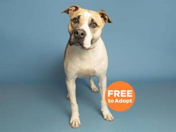 Pit Bull Terrier and Shar Pei Dogs Available for Adoption in Phoenix, Arizona - CHUNGUS | PetCurious
