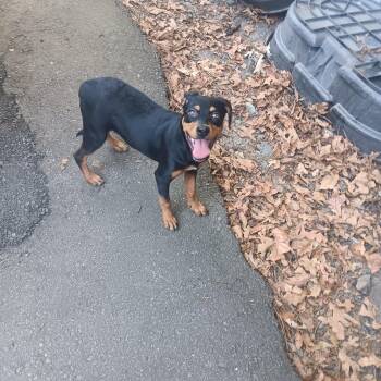 Renna -  Rottweiler Dog for Adoption in North Little Rock, Arkansas - Renna | PetCurious