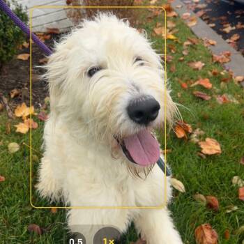 Rescue Poodle and Yellow Labrador Retriever Dogs for Adoption in Bartlett, Tennessee - Artie | PetCurious