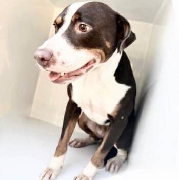 A658195 -  Pit Bull Terrier and Mixed Breed Dog for Adoption in Houston, Texas - A658195 | PetCurious
