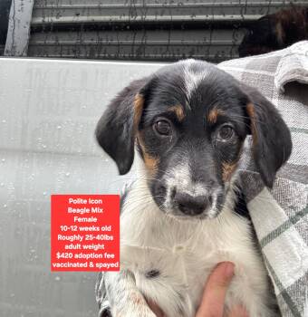 Beagle Dogs Available for Adoption - Polite Icon | PetCurious