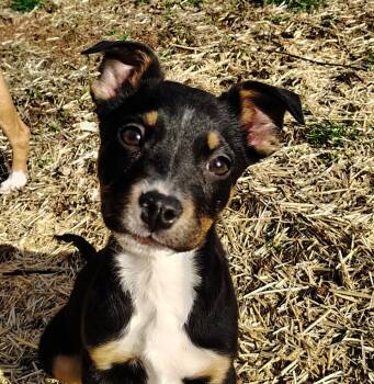 Beagle and Fox Terrier Dogs Available for Adoption - Dolly | PetCurious