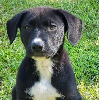Mixed Breed Dogs Available for Adoption in Groveland, Massachusetts - Jesse | PetCurious