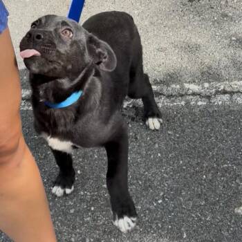 Lasso -  Border Collie and Mixed Breed Dog for Adoption in Rockville, Maryland - Lasso | PetCurious
