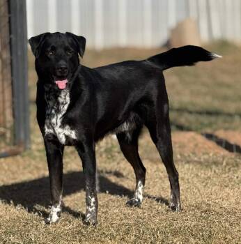 Rescue Border Collie Dogs for Adoption in New Berlin, Wisconsin - HERSHEY   $425 | PetCurious