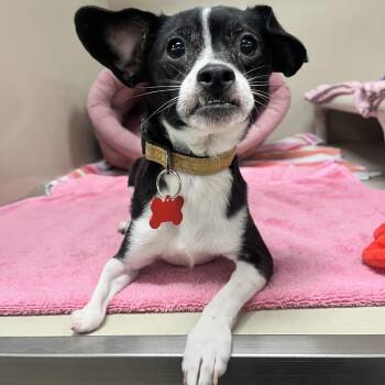 Bagel 54583 -  Chihuahua and Mixed Breed Dog for Adoption in Las Vegas, Nevada - Bagel 54583 | PetCurious