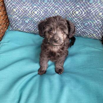 Stitch -  Poodle and Chihuahua Dog for Adoption in Toronto, Ontario - Stitch | PetCurious