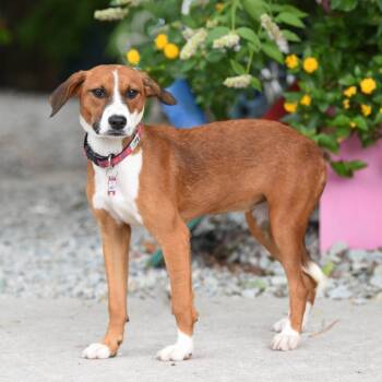 Nancy -  Hound and Mixed Breed Dog for Adoption in Wake Forest, North Carolina - Nancy | PetCurious