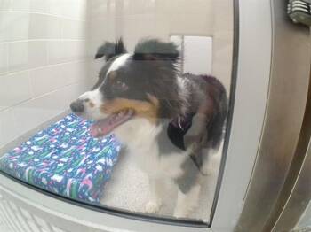 BONDO -  Australian Shepherd and Mixed Breed Dog for Adoption in Omaha, Nebraska - BONDO | PetCurious