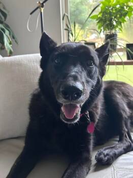 Rescue Belgian Shepherd Malinois Dogs for Adoption - Miah | PetCurious