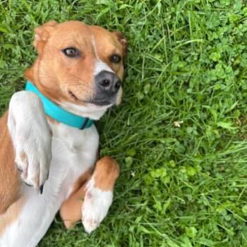 Mazie -  Terrier and Mixed Breed Dog for Adoption in Marshalltown, Iowa - Mazie | PetCurious