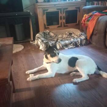 Rescue Terrier Dogs for Adoption in Elgin, Texas - Beba | PetCurious