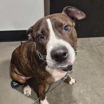 Rescue Terrier Dogs for Adoption in Tampa, Florida - Luna | PetCurious