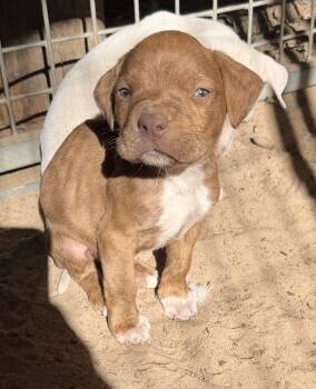 Pit Bull Terrier Dogs Available for Adoption - Gator | PetCurious