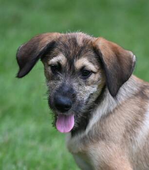 Arlo - The A Team -  Goldendoodle and Miniature Schnauzer Dog for Adoption in Falmouth, Maine - Arlo - The A Team | PetCurious