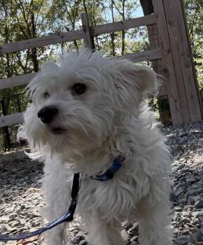 Candy Corn -  West Highland White Terrier Westie and Miniature Poodle Dog for Adoption in Sanford, North Carolina - Candy Corn | PetCurious