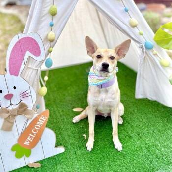 Rescue Chihuahua Dogs for Adoption in Saint George, Vermont - Jacky | PetCurious