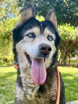 Rescue Siberian Husky Dogs for Adoption in Woodland, California - *ELAINE | PetCurious