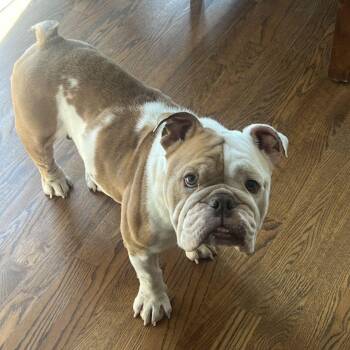 Ellie -  English Bulldog Dog for Adoption in Barrington, Illinois - Ellie | PetCurious