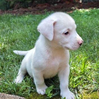 Miso -  Spitz Dog for Adoption in Johnson City, Tennessee - Miso | PetCurious