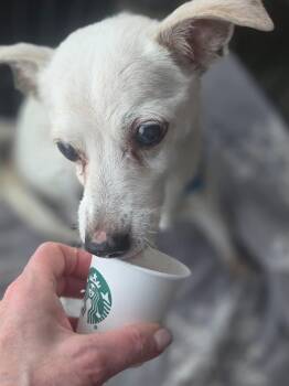 Marley -  Chihuahua Dog for Adoption in Mesa, Arizona - Marley | PetCurious