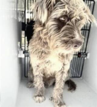 Pointer and Mixed Breed Dogs Available for Adoption - A652440 | PetCurious