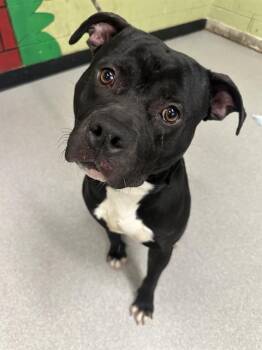 American Staffordshire Terrier and Mixed Breed Dogs Available for Adoption - TED | PetCurious