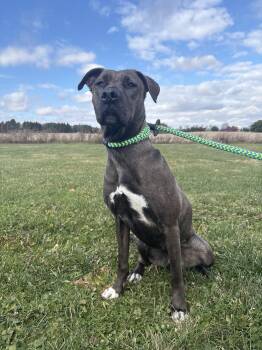 Rescue Retriever Dogs for Adoption in Wooster, Ohio - Jam | PetCurious