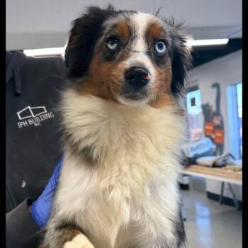 Australian Shepherd Dogs Available for Adoption - Rhinestone Cowgirl | PetCurious